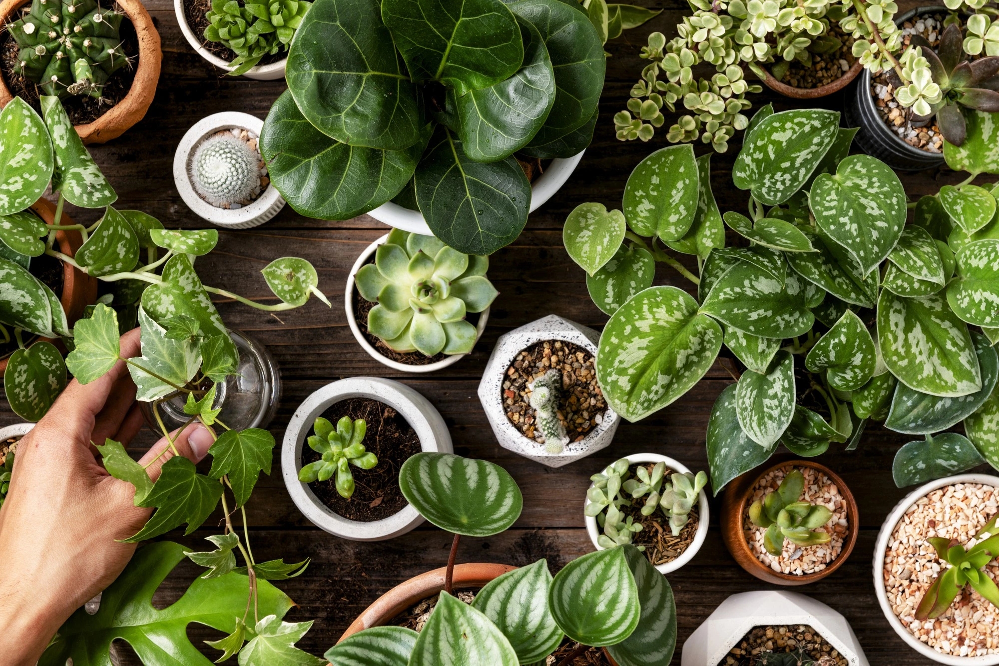 Planta Exótica 1