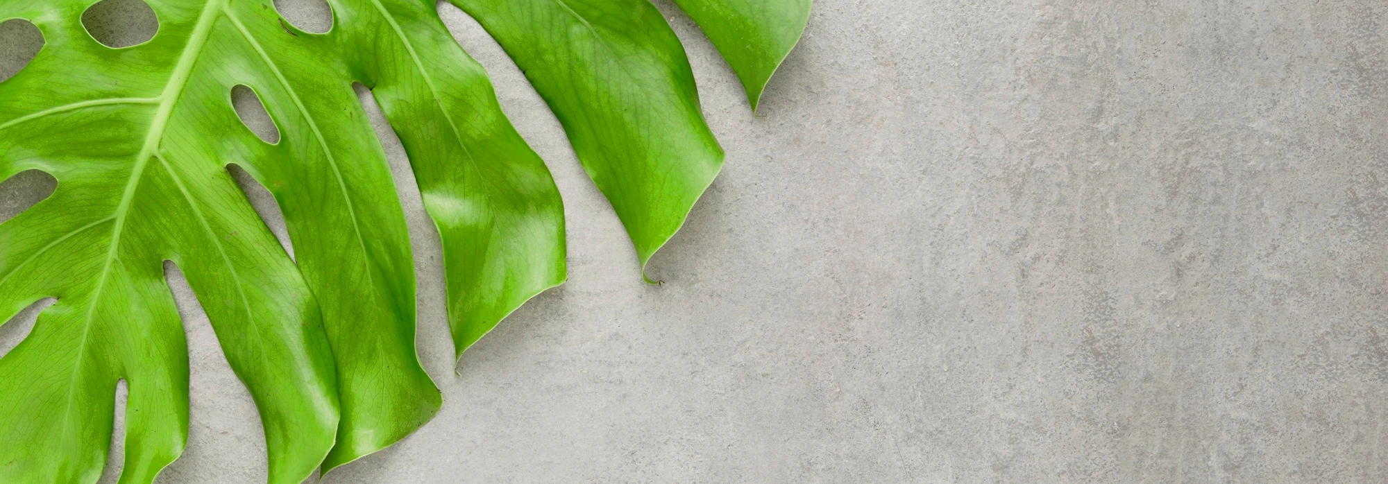 Plantas Exóticas y Tropicales